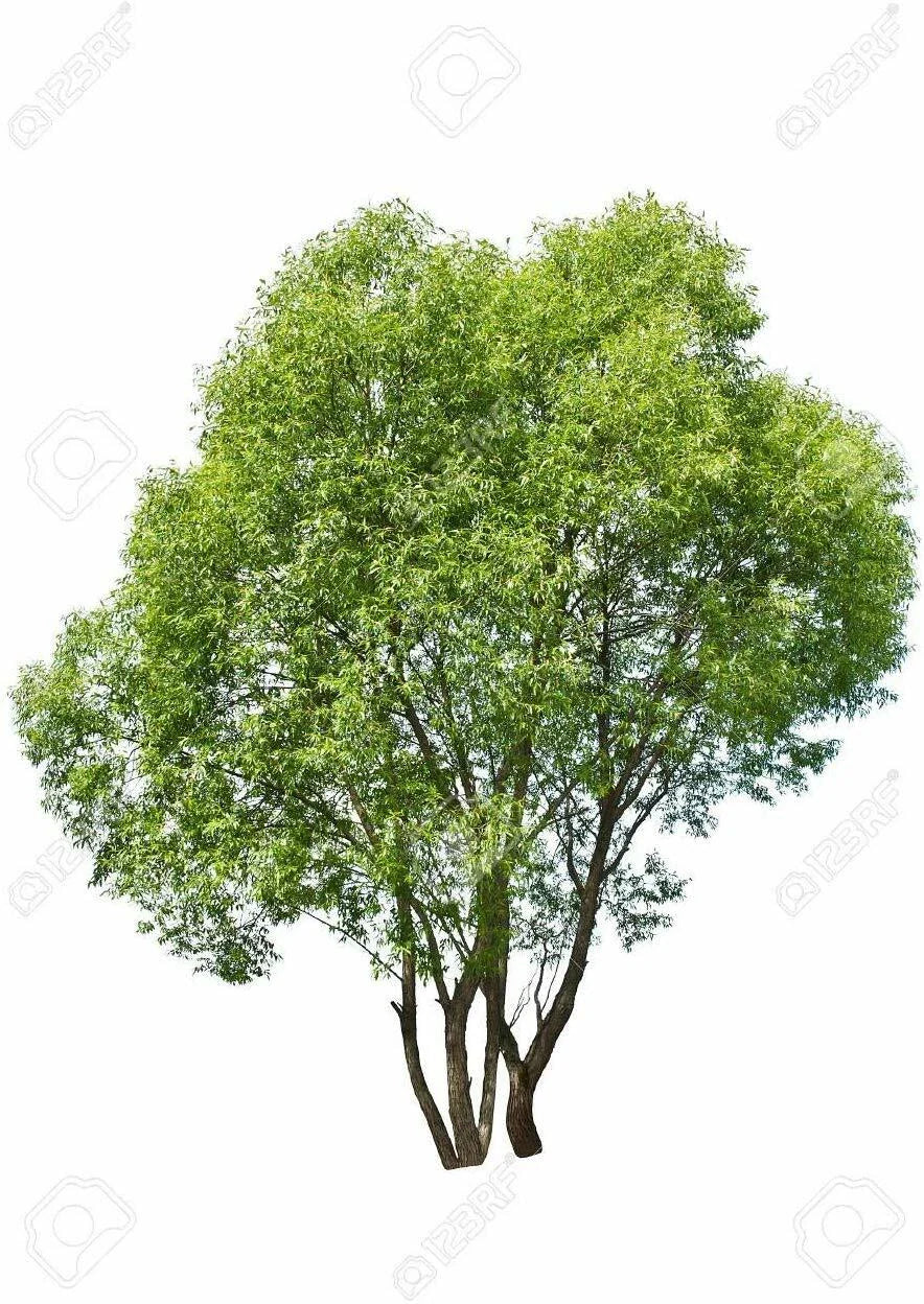 Aussie Hybrid Willow Tree Cuttings - 24 Fast Growing Plants for Privacy and Shade (Salix)
