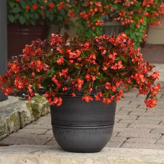 Begonia Seeds 100 Count Hot Tip Red Begonia glory (Begonia x semperflorens) – Non-California Shipping, USA Only