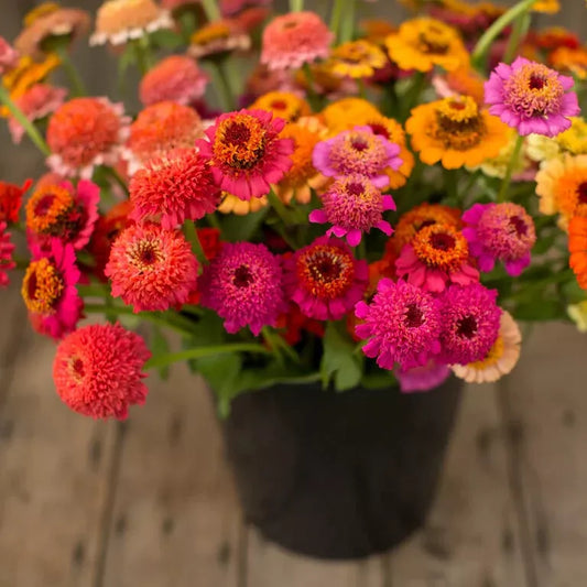 Candy Mix Zinnia Seeds - 100+ Count - Colorful Garden Flowers - Zinnia elegans - USA Grown, Fast Shipping