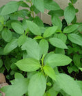 500+ Seeds Egyptian Spinach Saluyot Jute Molokhia - Non-GMO Heirloom Vegetable Seeds for Home Garden