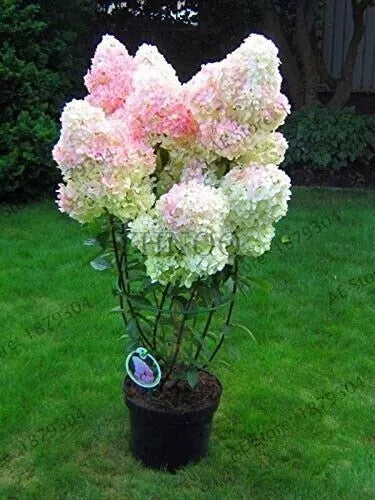 Vanilla Strawberry Hydrangea Cuttings 7-Pack, Unrooted, 4-7" Length, Hardy Shrub, Hydrangea paniculata, Organic Garden, Easy to Root