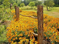 Black Eyed Susan Flower Seeds - 1 oz Perennial Native Wildflower - Drought Tolerant (Rudbeckia hirta)