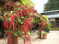 Amaranth Flower Seeds - Love Lies Bleeding - Easy to Grow for Container Gardens - Ideal for Poor Soils - Amaranthus sp.