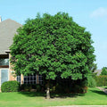 Chinese Pistachio Tree Seeds - 10 Hardy Pistacia chinensis for Bonsai Gardening