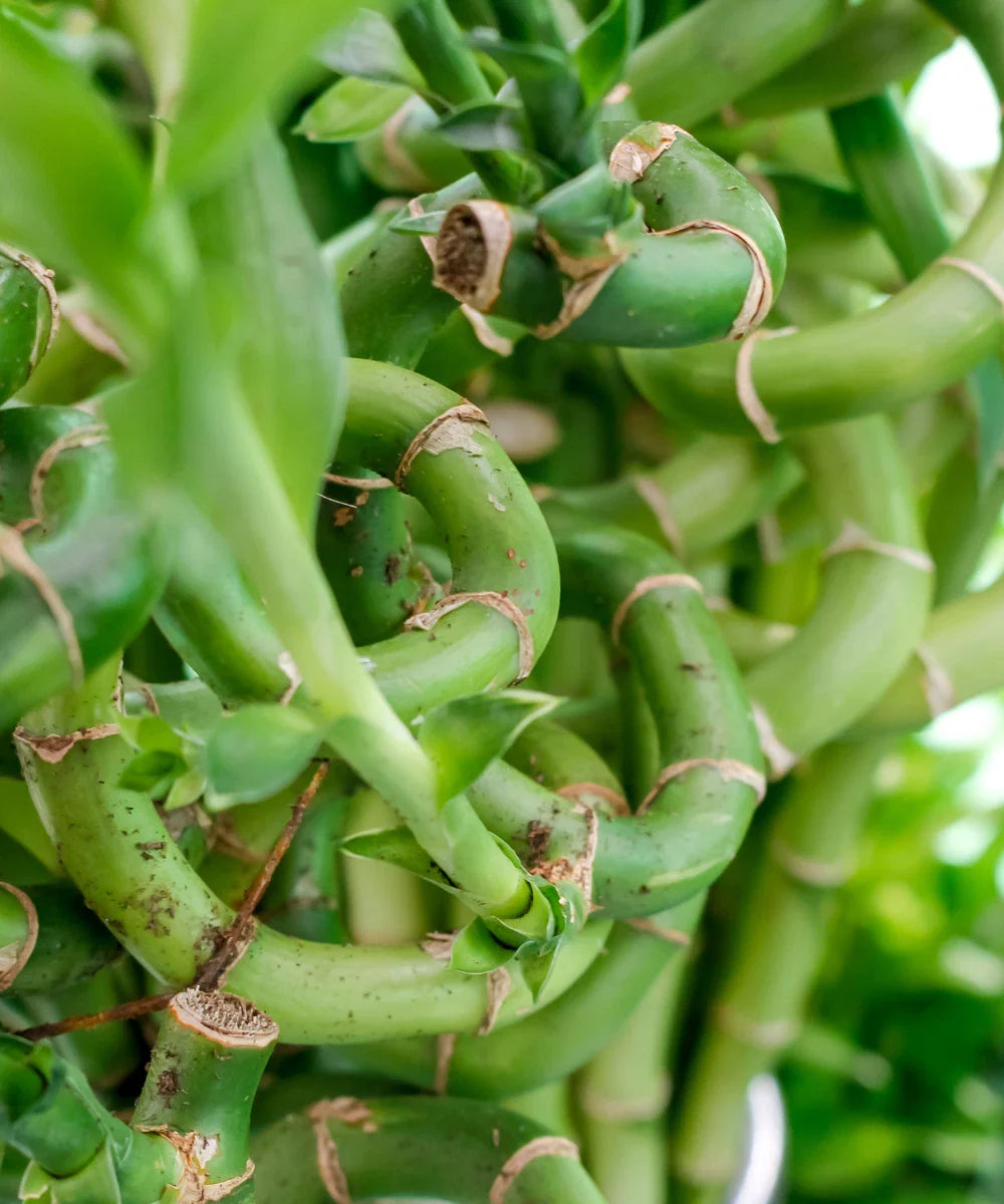 Curly Lucky Bamboo Plant 16" Stalk, Well Rooted, Gift Plant, Dracaena sanderiana, Live Houseplant