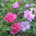 Mixed Rose of Sharon Hibiscus Althea Live Plants - 3 Varieties, Various Colors, 2.5'' Pots (Hibiscus syriacus)
