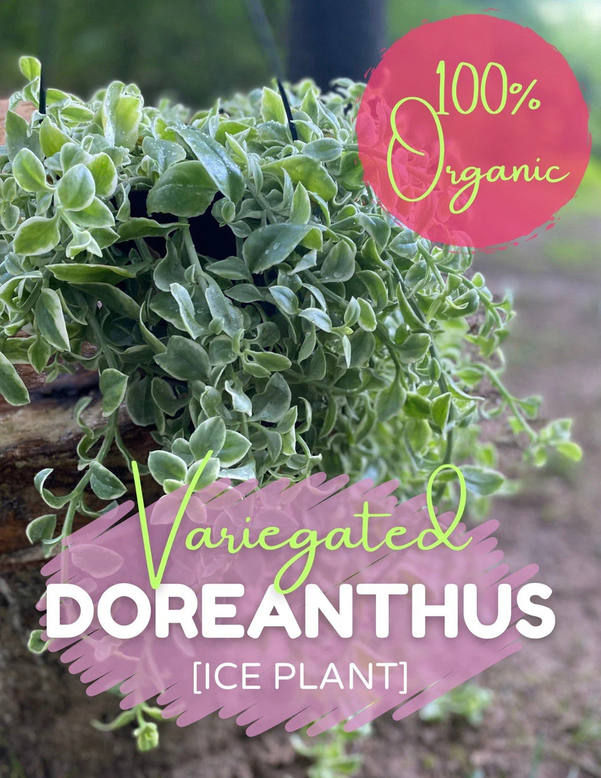 Live Rooted Cutting Variegated Ice Plant Dorotheanthus, Organic, Free Shipping