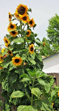 Skyscraper Sunflower Seeds - 50+ Heirloom Non-GMO Fresh Seeds - Helianthus annuus