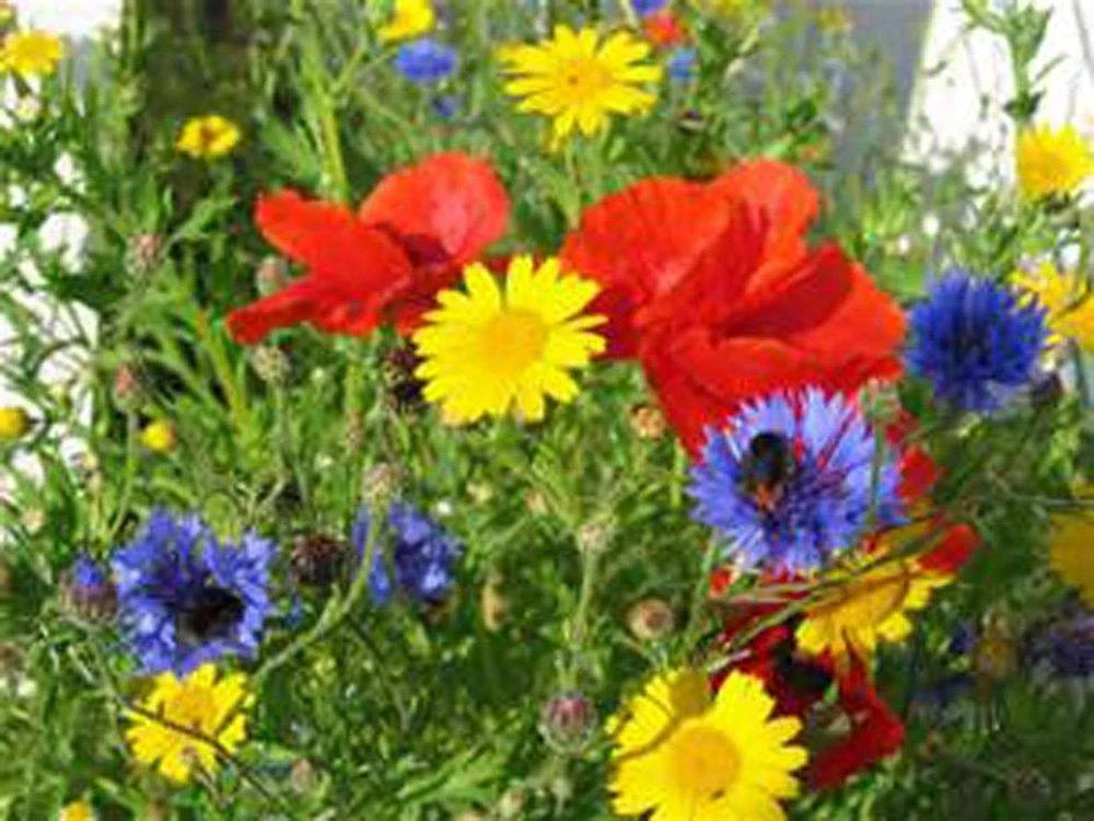 Wildflower Seed Mix 16oz - Colorful Garden Blend for Borders - Native Wildflowers Mix (Various Species)
