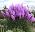 Purple Pampas Grass Plugs - 4 Live Plants for Garden Decor - Cortaderia selloana