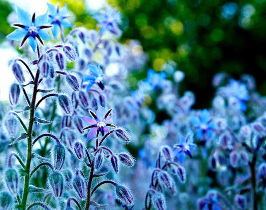 Borage Seeds 200 Count - Star Flower - Open Pollinated Non-GMO Wildflower Seeds (Borago officinalis)