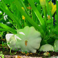 Bennings Green Tint Scallop Summer Squash Seeds, Non-GMO Pattypan, Vegetable Seeds for Garden, Cucurbita pepo
