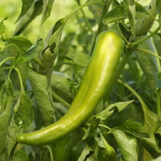 Anaheim Chile Pepper Seeds - Heirloom Green Variety - 2,500 Scoville - Perfect for 2025 Planting