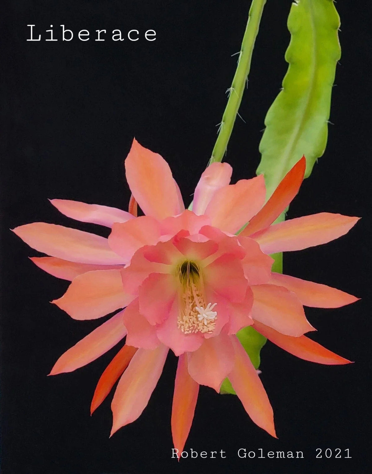 Epiphyllum 'Liberace' Unrooted Cutting - Rare Orchid Cactus - Stunning Indoor Plant - Perfect for Collectors