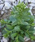 Field Pennycress Seeds - 100+ Organic Seeds - Thlaspi arvense - Common Pennycress - USA Grown Herb