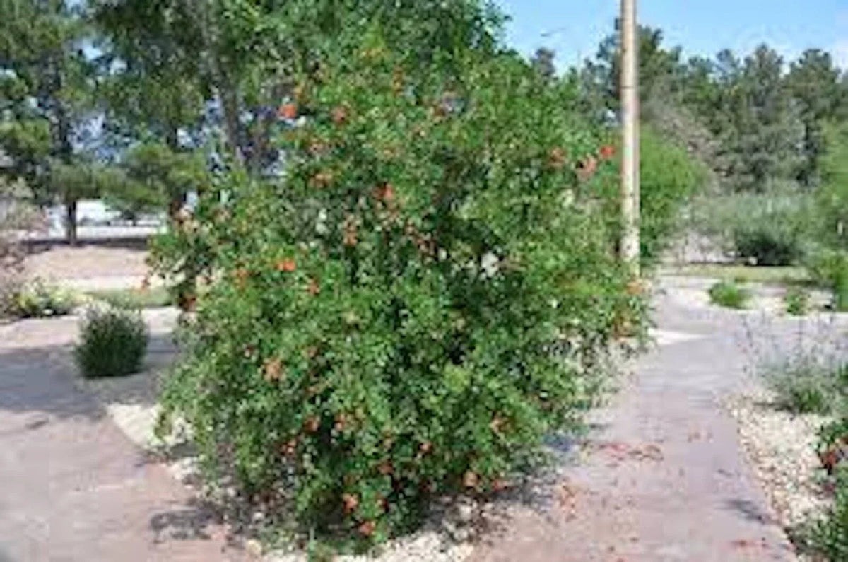 Pomegranate Tree - 10" Starter Plant - Wonderful Variety - Punica granatum - Edible Fruit - Attracts Hummingbirds - Zones 7-11