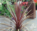 Dracaena Spikes - 25 Seeds - Dracaena spp. - Indoor/Outdoor Plant Seeds for Gardening and Landscaping