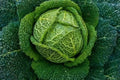 Savoy Perfection Cabbage Seeds - 200+ Heirloom NON-GMO Fresh Seeds - Brassica oleracea