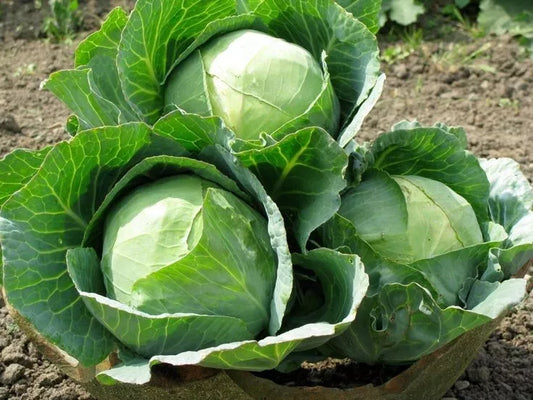 Cabbage Seeds 100+ Heirloom Danish Ballhead NON-GMO Fresh Brassica oleracea