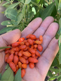 Goji Berry Plants - 3 Bare Root & 3 Live Cuttings - Lycium barbarum - Healthy Superfood Garden Starter