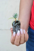Pinyon Pine Starter Plugs - Pinus edulis - Drought-Tolerant Evergreen Trees for Landscaping