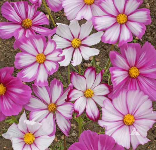 Cosmos Candystripe Seeds 100 Ct - Colorful Flower Seeds for Butterflies - Cosmos bipinnatus - USA Seller, Free Shipping