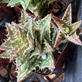 Aloe Plant 2" Pot Hybrid 'Crosby's Prolific' Rare Succulent Aloe cv. 'Crosby's Prolific'