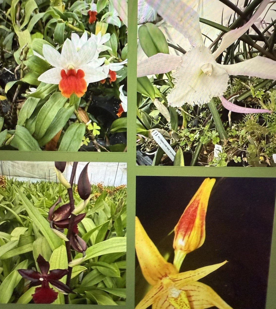Orchid Plant Seedling - New Varieties, Bare Root Bulb & Stem, Not Perfect - Orchidaceae