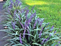 Monkey Grass 50 Bare Root Plants, Big Blue Clumping, Liriope Spicata, Ground Cover, Sun/Partial Shade