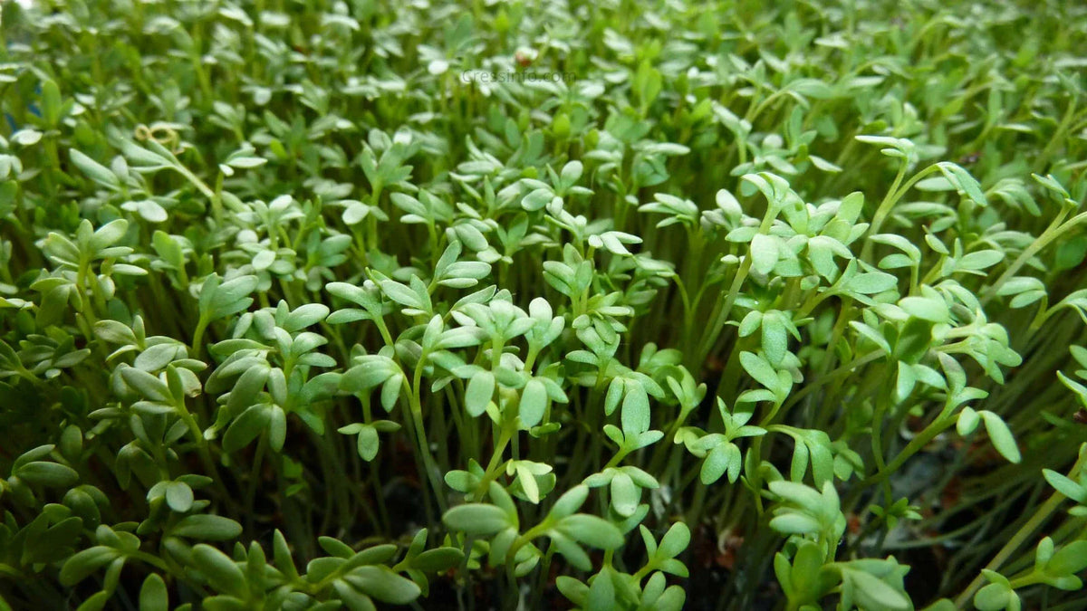 Curly Garden Cress Seeds (200 - 6400) Halim Aliv, Peppergrass Wort, Chandrashoor, Organic Herb Seeds for Garden