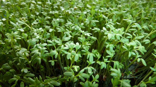 Curly Garden Cress Seeds (200 - 6400) Halim Aliv, Peppergrass Wort, Chandrashoor, Organic Herb Seeds for Garden
