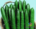 Summer Dance Cucumber Seeds - 25+ Pack for Garden Planting - Cucumis sativus - USA Grown, Non-GMO, Free Shipping