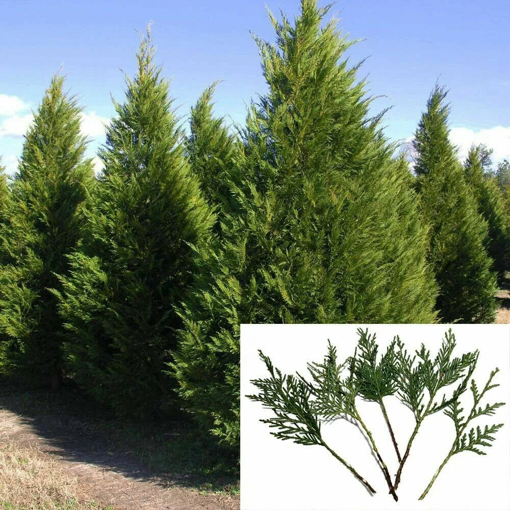 Leyland Cypress Tree Cuttings - 7-8" Fresh S.C. Variety for Privacy Screen - Fast Growing (Cupressocyparis leylandii)