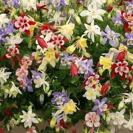 500+ Wildflower Mix Seeds - Shade Tolerant Perennials - Pollinator Friendly Non-GMO Heirloom