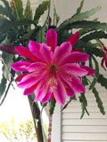 Epiphyllum Cuttings - Mystery Color - Cactus Succulent - US Seller