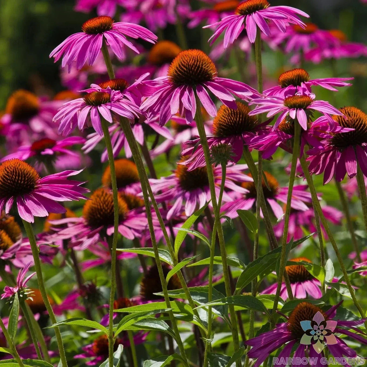 Pink Coneflower Seeds - 200+ Count - Rudbeckia - Garden Planting - USA