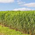 Switchgrass Seeds - 1000+ Count - Native Ornamental Perennial - Panicum virgatum - Fast Growing Prairie Grass