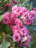 French Rose Cuttings (4) - Pink & Red Varieties - Rosa gallica, Rosa damascena