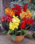 Mixed Canna Lily Bulbs - 10 Pack - Vibrant Colors - Canna indica