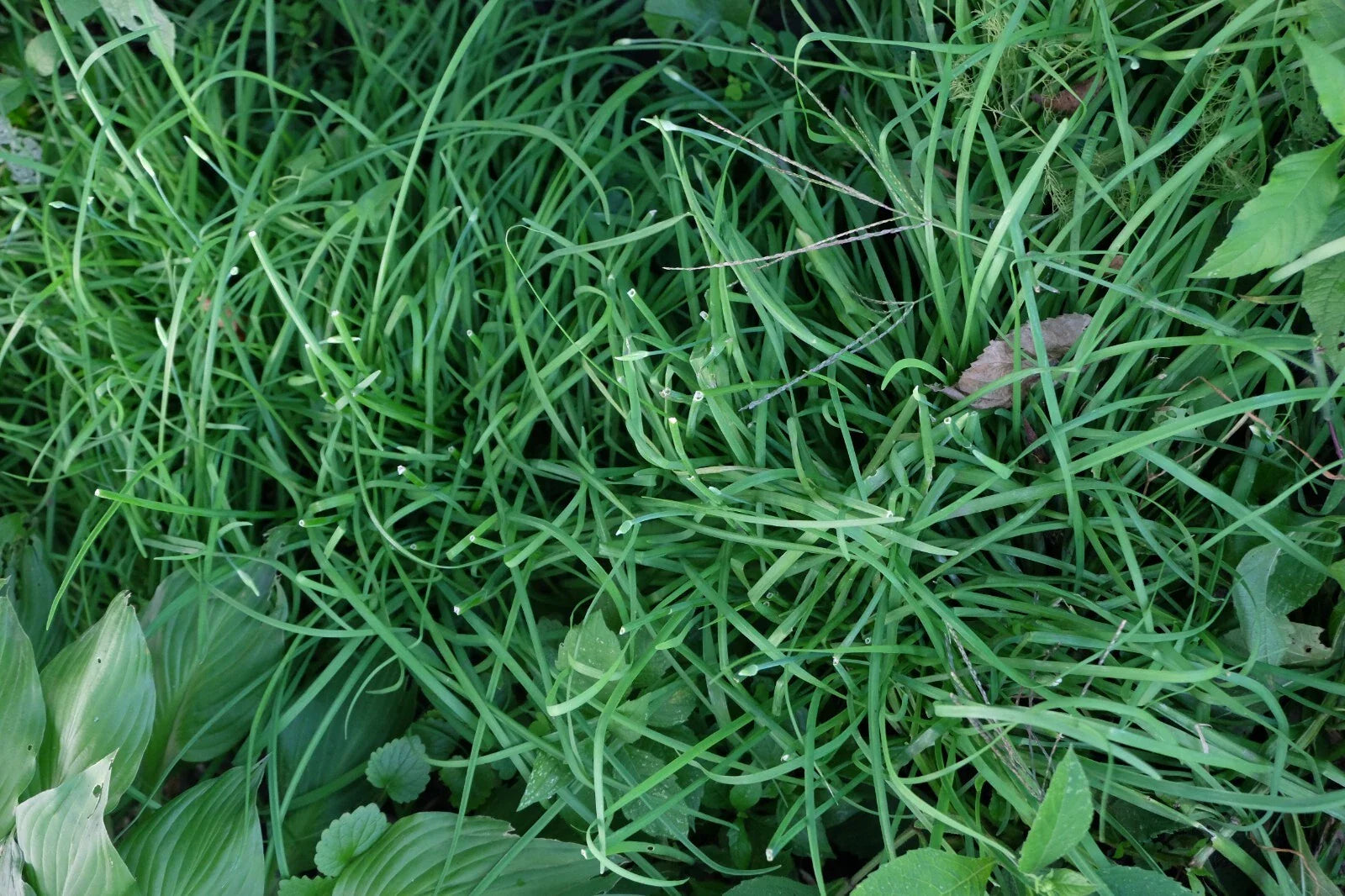Garlic Chives Roots 6 Pounds Allium tuberosum韭菜, ニラ, 부추 - Fresh Culinary Herb for Cooking and Gardening