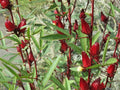 50 Roselle Seeds - Asian Sour Leaf Hibiscus sabdariffa - Organic Herb Seeds - Free Shipping