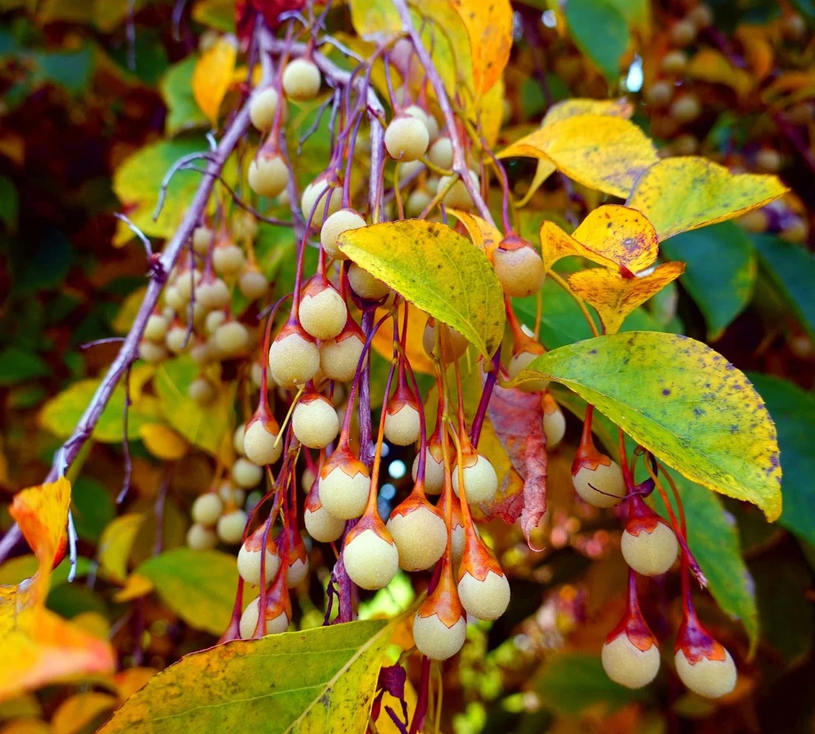 Japanese Snowbell Tree Seeds - 20 Pack - Styrax japonicus - Ornamental Tree Seeds for Gardens