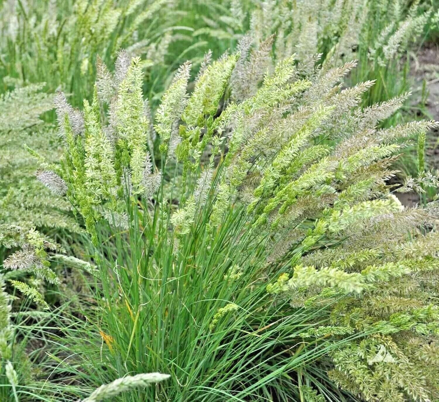 Prairie June Grass Seeds - 500+ Native Ornamental Drought Tolerant Plant - Easy to Grow, Ideal for Containers, Koeleria macrantha