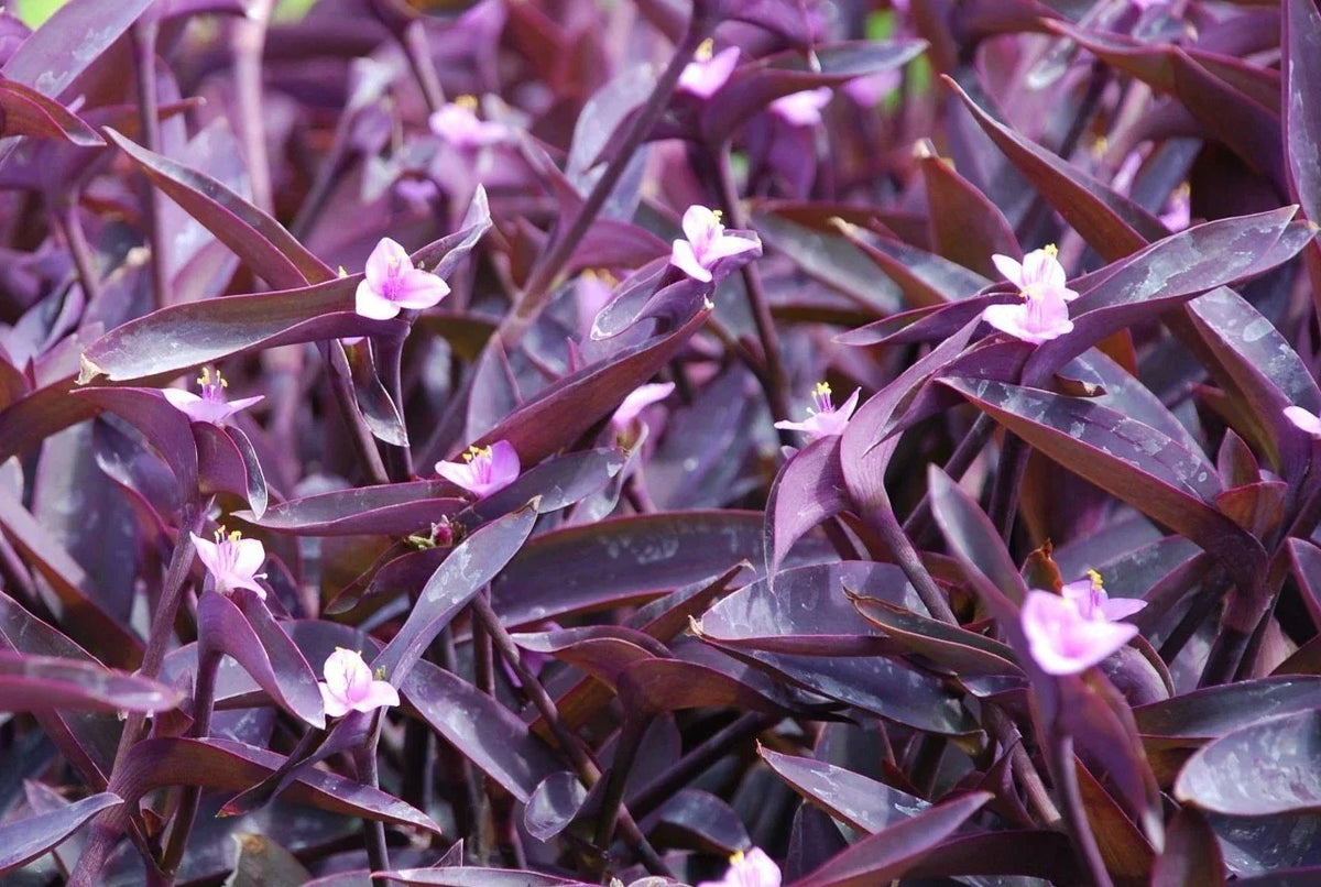 Purple Heart Wandering Jew Cuttings 4+ Fresh Cuttings, Tradescantia pallida, Easy to Grow Houseplant