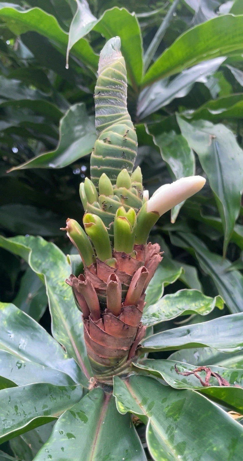 Yellow Spiral Ginger 3 Rooted Cuttings - Dimerocostus strobilaceous - Hawaii Grown, Tropical Plant for Gardens and Landscaping