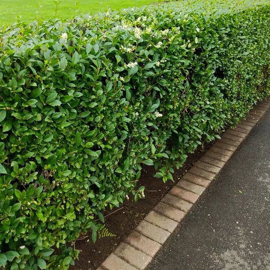Common Privet Starter Bush - Bare Root - Ligustrum vulgare - Fast-Growing Privacy Hedge Plant