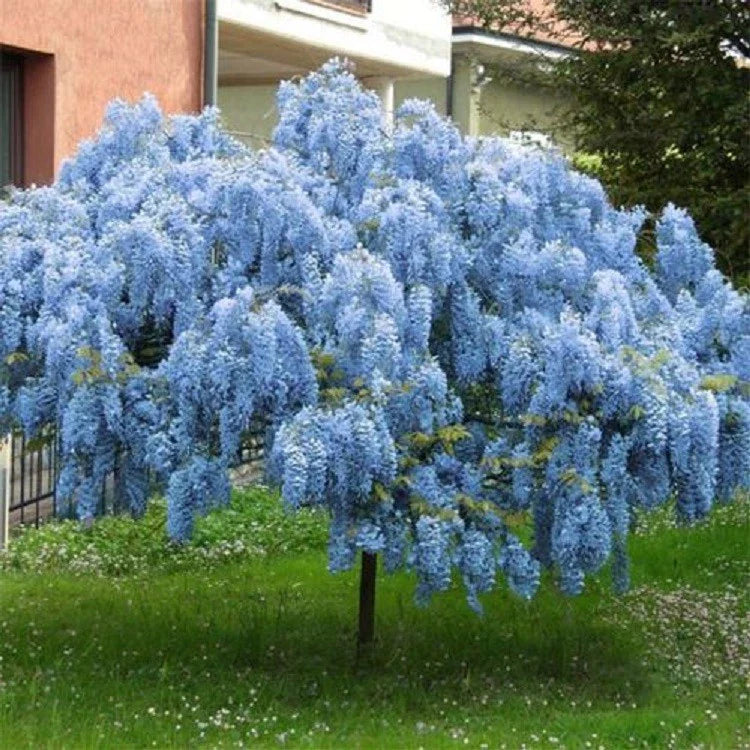 Blue Chinese Wisteria Seeds - 5 Rare Climbing Vine Seeds - Perennial Tropical Flower (Wisteria sinensis)
