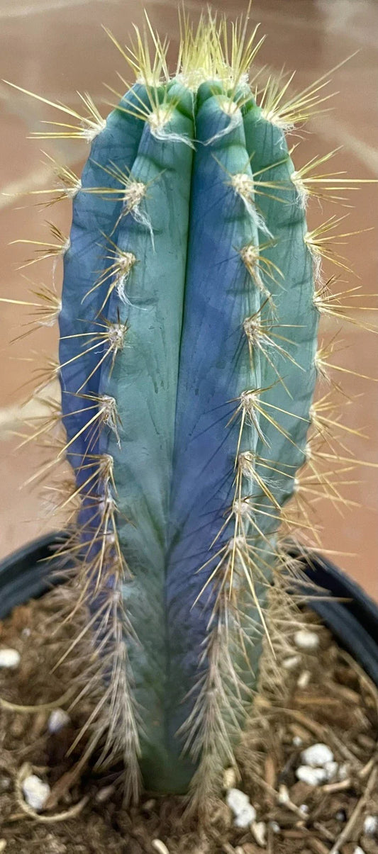 Blue Torch Cactus - Live Succulent Plant - Pilosocereus Pachycladus - Unique Indoor Decor