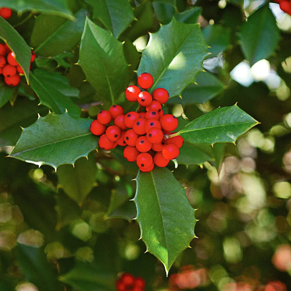 American Holly Ilex Cuttings 15+ Unrooted 5-8" Organic Evergreen Tree Wildlife Attractant Fragrant Flowers Showy Fruits