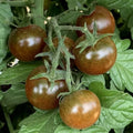 Brown Berry Tomato Seeds - 30+ Heirloom Organic NON-GMO - Rare Variety for Home Gardening - Solanum lycopersicum